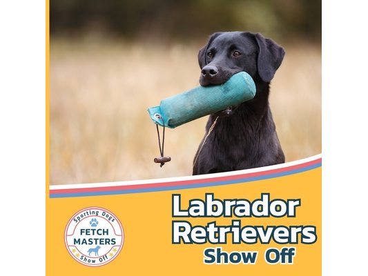 Labrador Retrievers Show Off