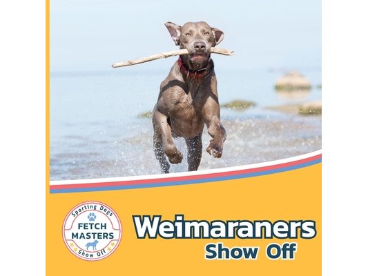 Weimaraners Show Off