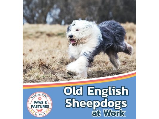 Old English Sheepdogs at Work