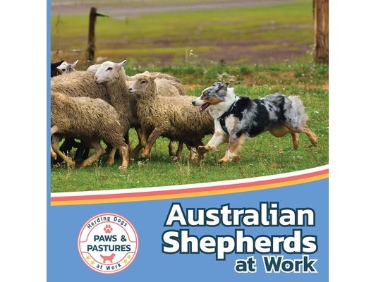 Australian Shepherds at Work