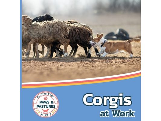 Corgis at Work