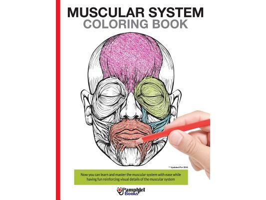 Muscular System Coloring Book: With colored illustrations like what you see on the back page