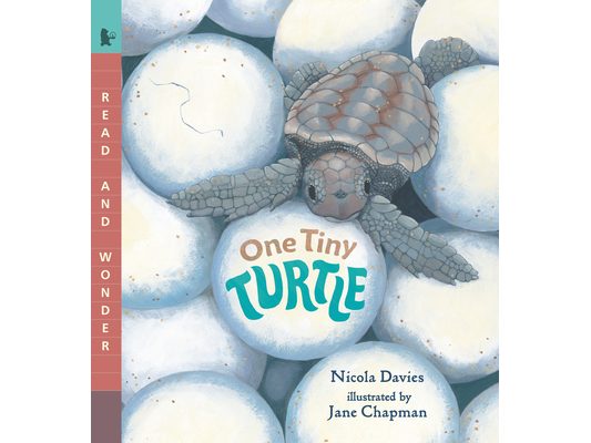 One Tiny Turtle: Read and Wonder