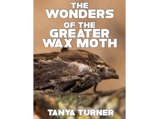 The Greater Wax Moth: Do Your Kids Know This? A Children's Picture Book