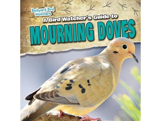 A Bird Watcher's Guide to Mourning Doves