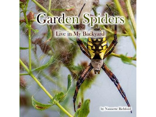 Garden Spiders
