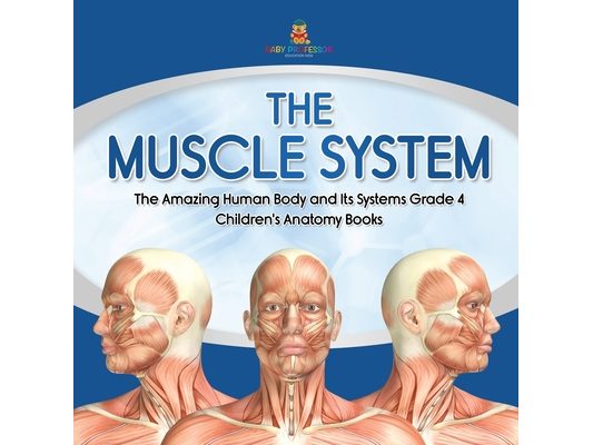 The Muscle System The Amazing Human Body and Its Systems Grade 4 Children's Anatomy Books