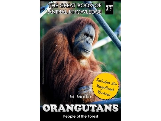Orangutans: People of the Forest