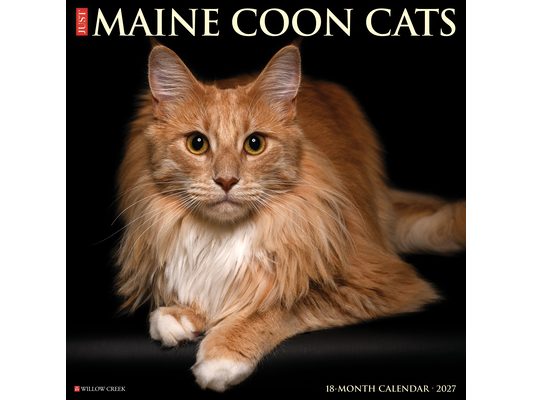 Maine Coon Cats 2027 12 X 12 Wall Calendar