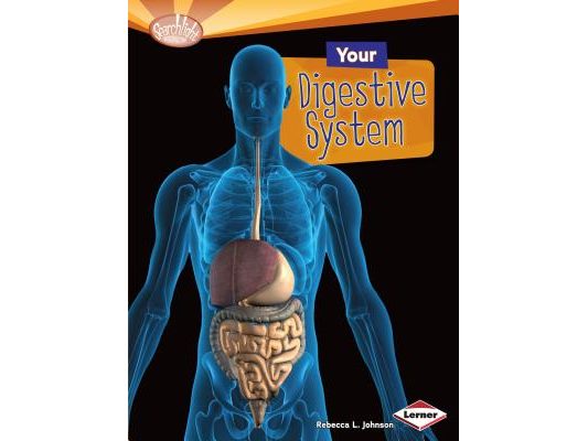 Your Digestive System