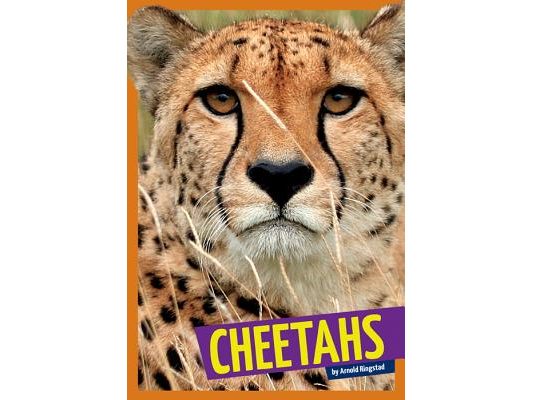 Cheetahs