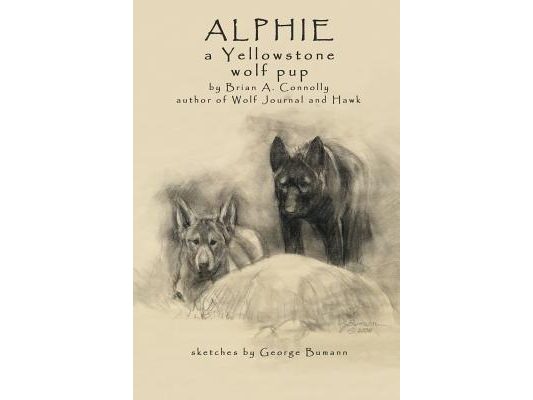 Alphie, a Yellowstone Wolf Pup