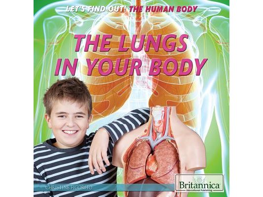 The Lungs in Your Body
