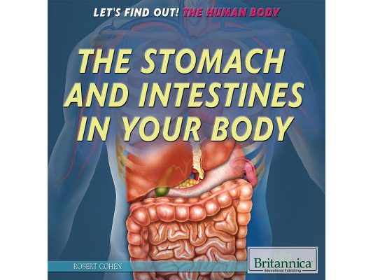 The Stomach and Intestines in Your Body