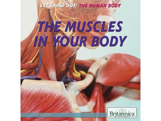 The Muscles in Your Body