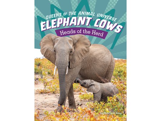 Elephant Cows: Heads of the Herd