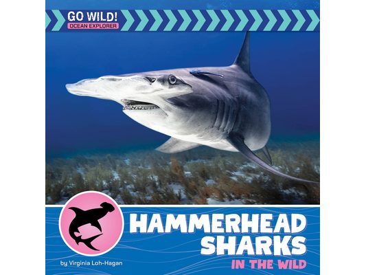 Hammerhead Sharks in the Wild