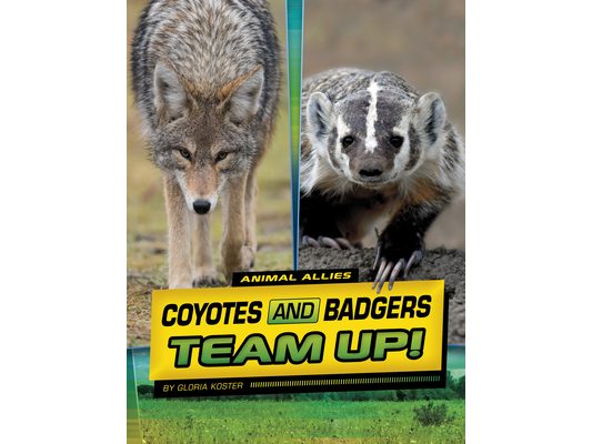 Coyotes and Badgers Team Up!
