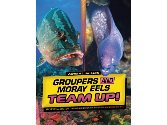 Groupers and Moray Eels Team Up!