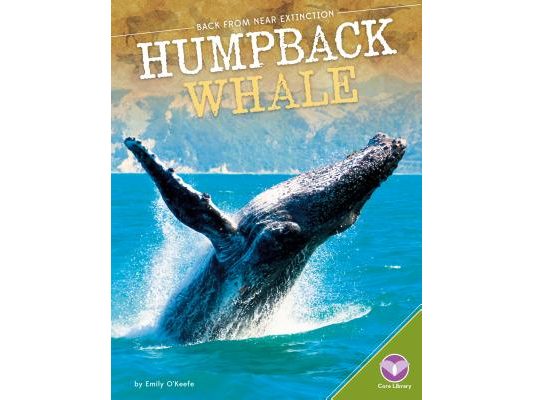 Humpback Whale