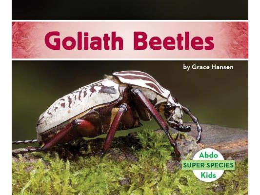 Goliath Beetles