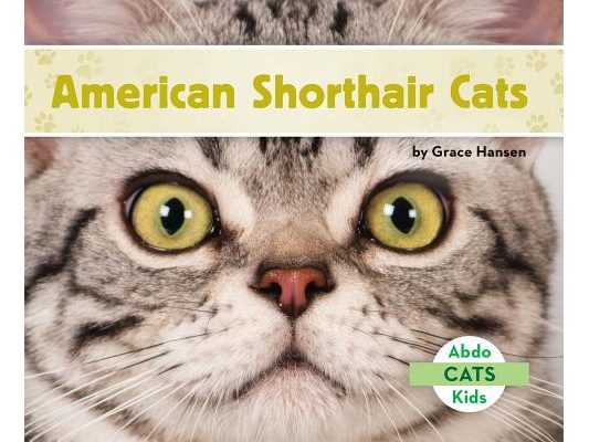 American Shorthair Cats