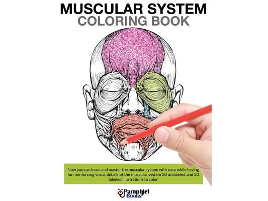 Muscular System Coloring Book