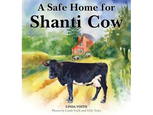 A Safe Home for Shanti Cow