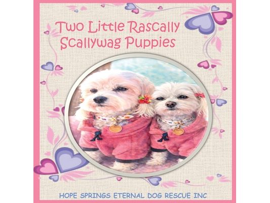 Two Little Rascally Scallywag Puppies