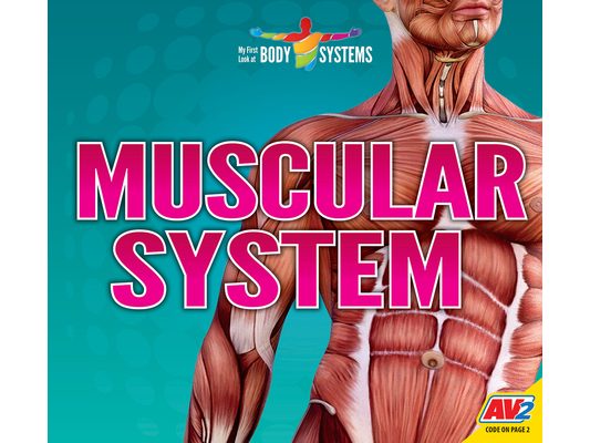 Muscular System