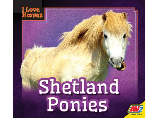 Shetland Ponies