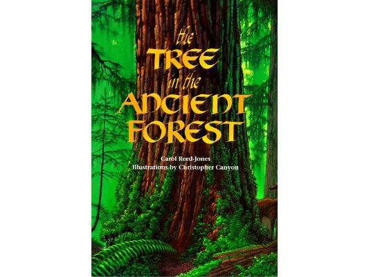 The Tree in the Ancient Forest