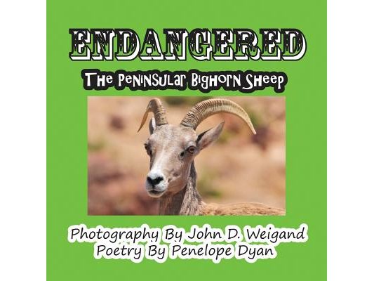 Endangered--The Peninsular Bighorn Sheep