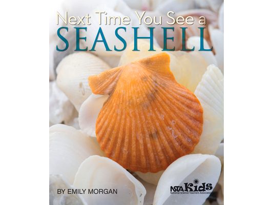 Next Time You See a Seashell