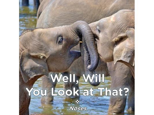 Well, Will You Look at That? Noses