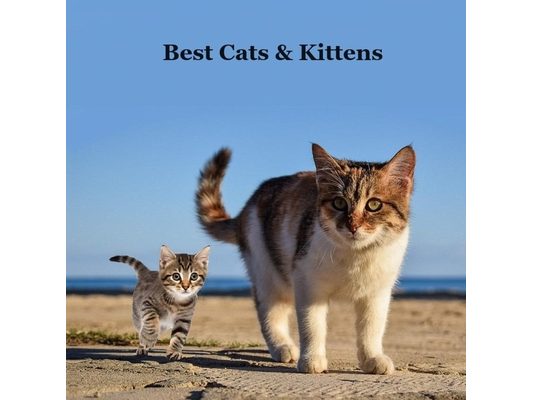 Best Cats and Kittens for Kids Book: Great Way for Children to Meet the Best Pet Cat and Kitten Breeds