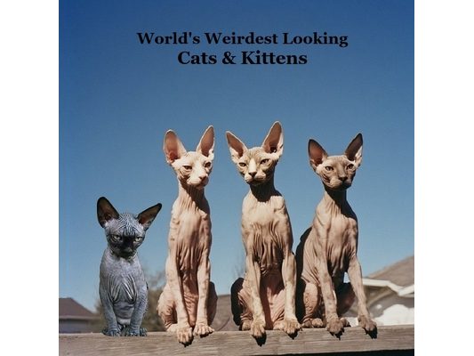 World's Weirdest Looking Cats and Kittens Kids Book: Great Way for Children to Meet the Weirdest Looking Cats and Kittens
