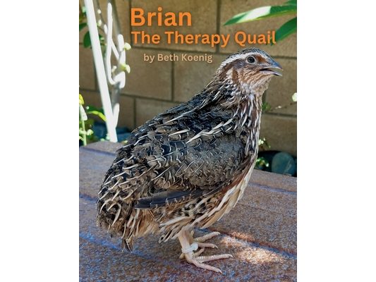 Brian The Therapy Quail