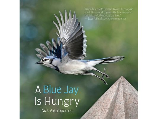 A Blue Jay is Hungry