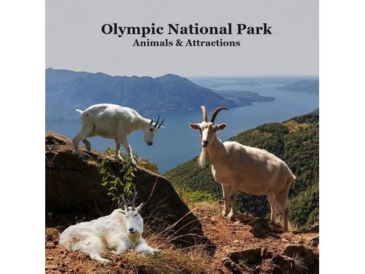 Olympic National Park Animals and Attractions Kids Book: Great Kids book about the Animals and Attractions in Olympic National Park