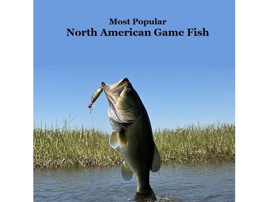 Most Popular North American Game Fish Species Kids Book: Great Book for Children of All Ages About the North American Game Fish Species