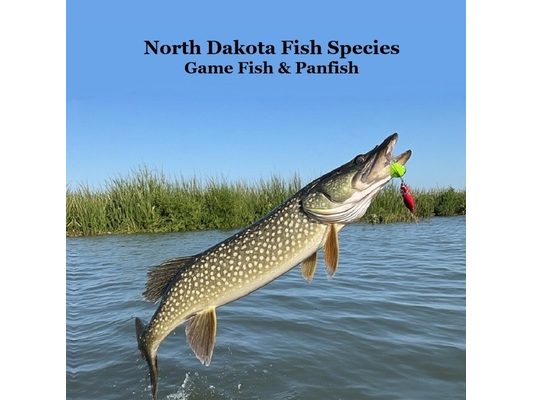 North Dakota Game Fish and Panfish Species Kids Book: Great Book About the Different Types of Fish in North Dakota