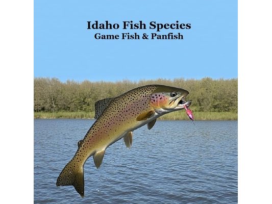 Idaho Panfish and Game Fish Species Kids Book: Great Book About the Different Types of Fish in Idaho