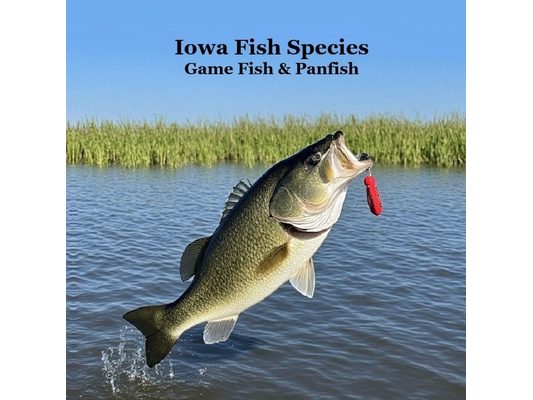 Iowa Game Fish and Panfish Species Kids Book: Great Book About the Different Types of Fish in Iowa