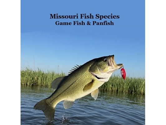 Missouri Game Fish and Panfish Species Kids Book: Great Book About the Different Types of Fish in Missouri