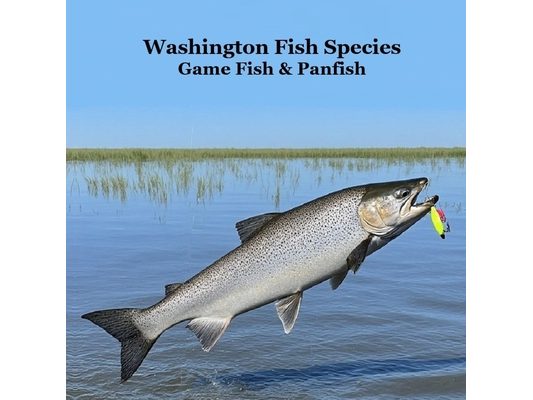 Washington State Game Fish and Panfish Species Kids Book: Great Book About the Different Types of Fish in Washington State