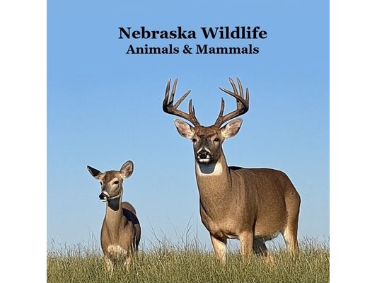 Nebraska Animals and Mammals Kids Wildlife Book: Great Nebraska Animals book with Lifelike Images and Fun Facts
