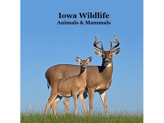 Iowa Animals and Mammals Kids Wildlife Book: Great Iowa Animals book with Lifelike Images and Fun Facts