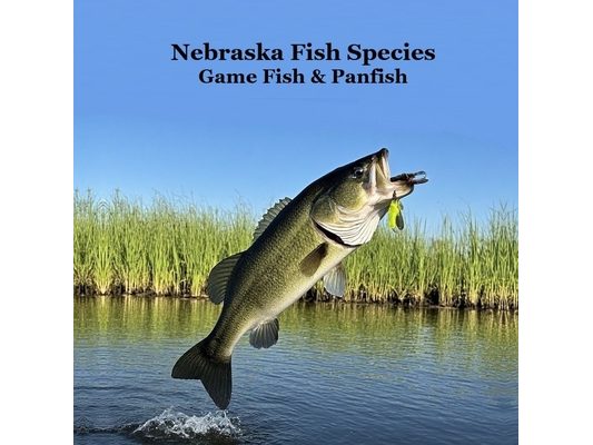 Nebraska Game Fish and Panfish Species Kids Book: Great Book About the Different Types of Fish in Nebraska