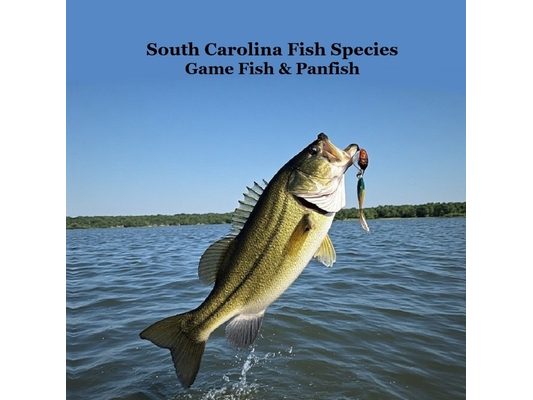 South Carolina Game Fish and Panfish Species Kids Book: Great Book About the Different Types of Fish in South Carolina